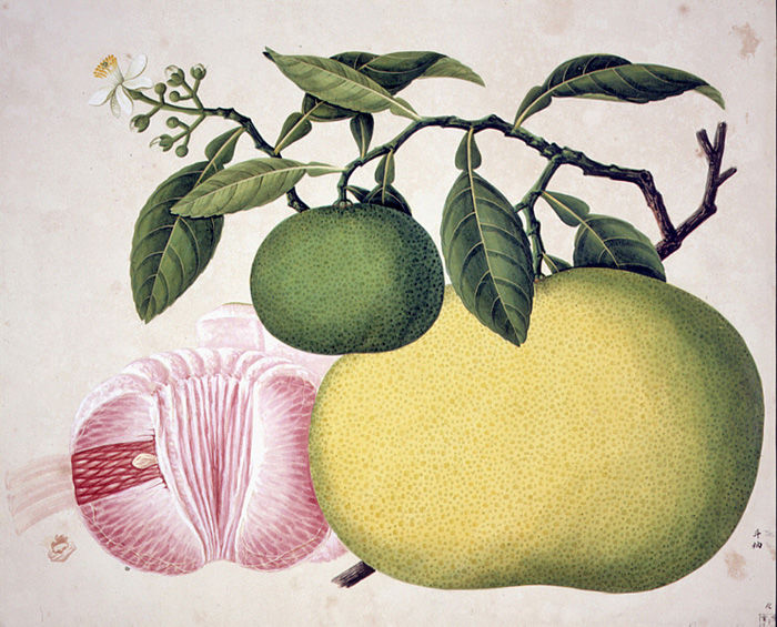 Unknown artist, Watercolor, 1812 – 1824, Natural History Museum